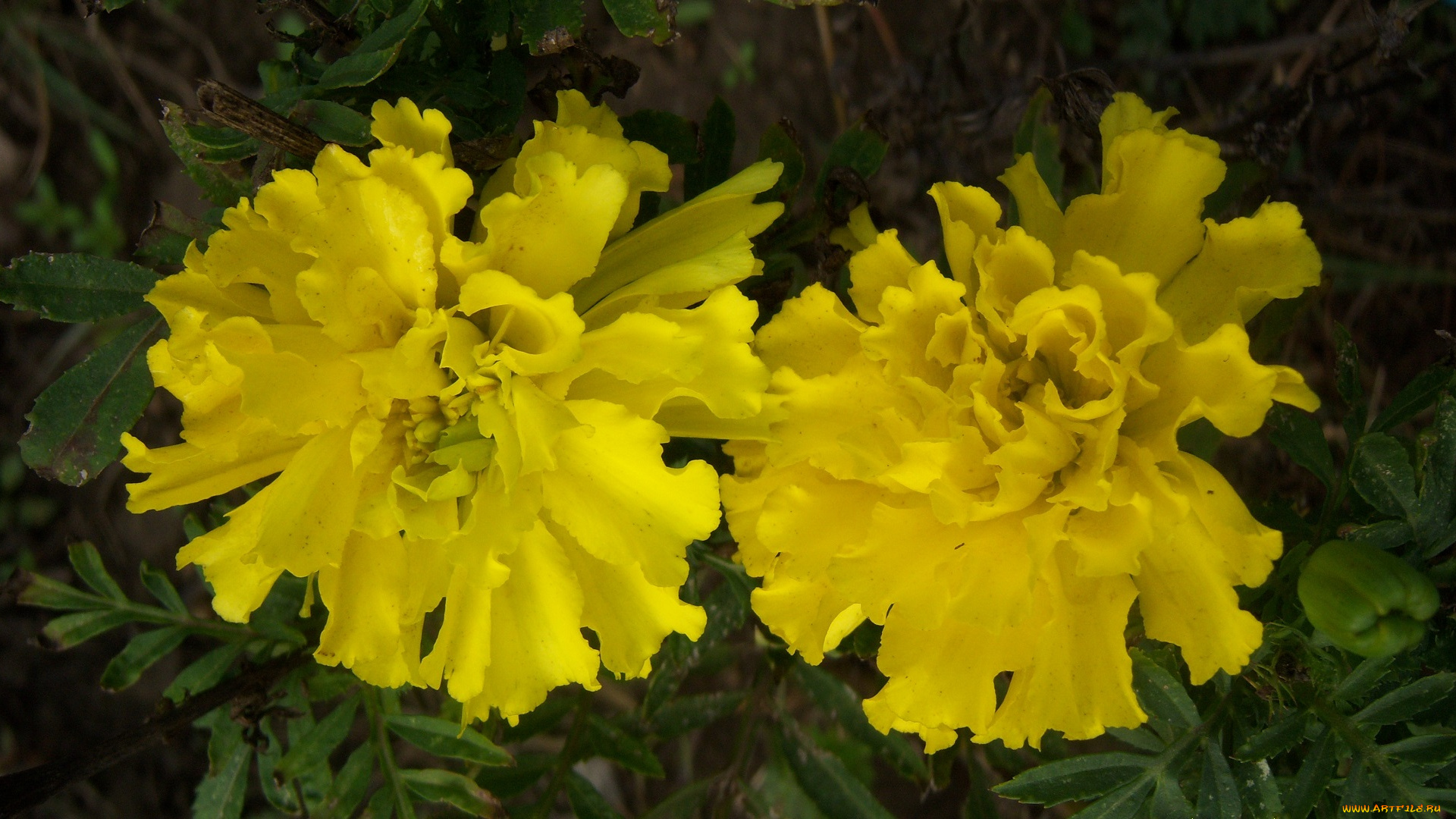 цветы, бархатцы, жёлтый