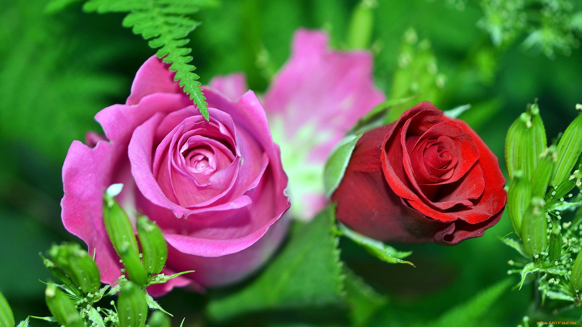 цветы, розы, дуэт, бордо, розовый