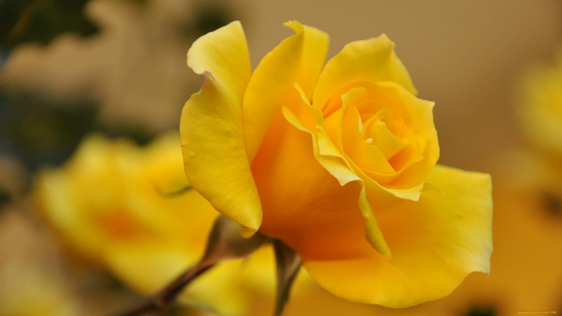 желтые розы лепестки бутоны без смс