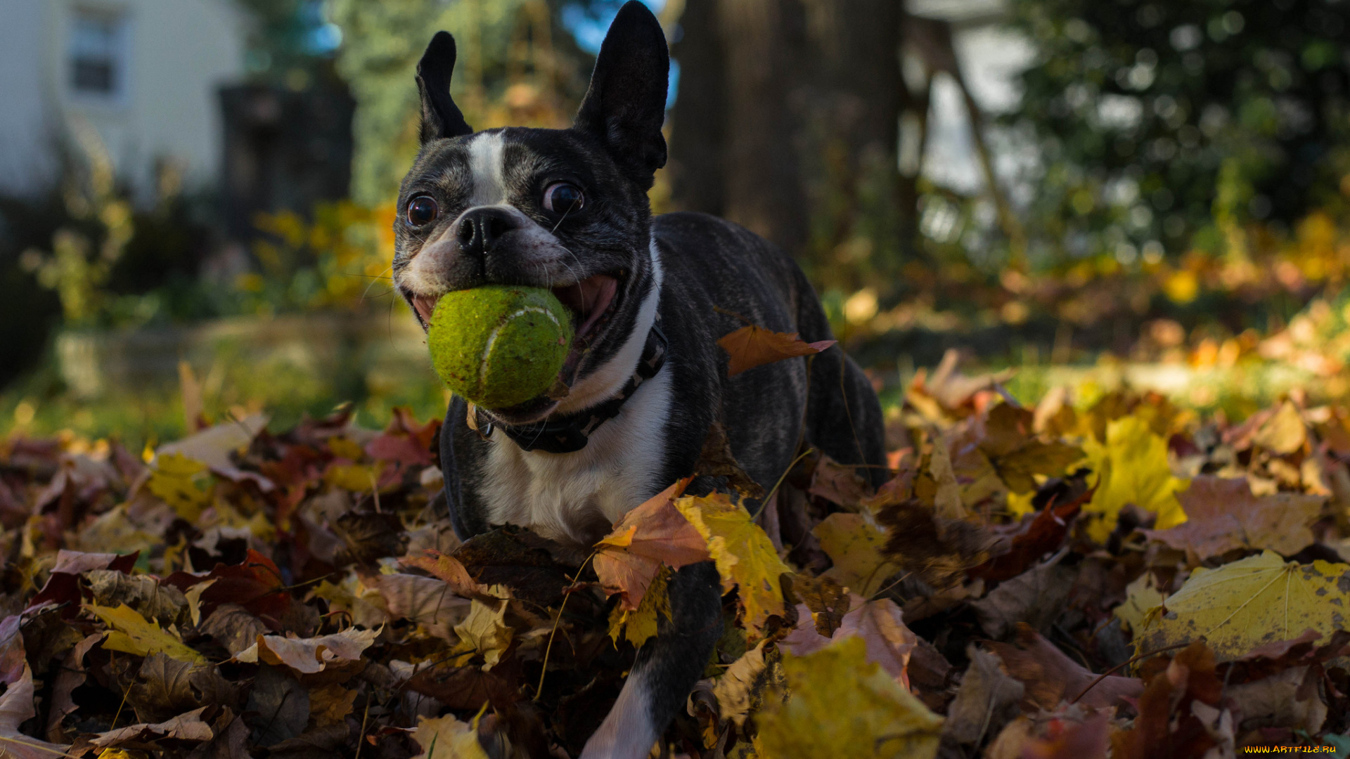 животные, собаки, собака, листва, игра, мячик