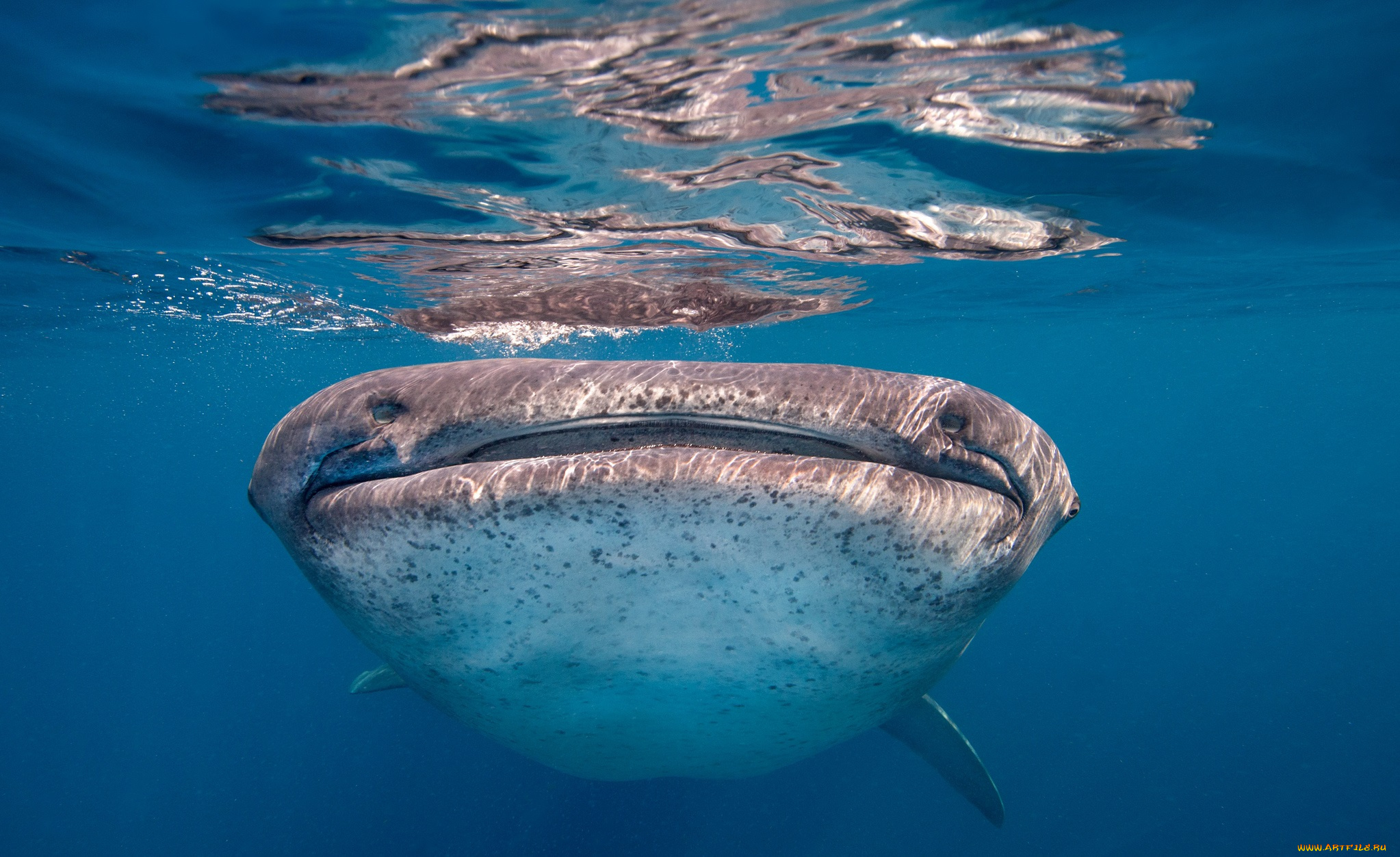Сам большой океан в мире. Подводные животные. Огромные морские обитатели. Огромные обитатели океана. Китовая акула.