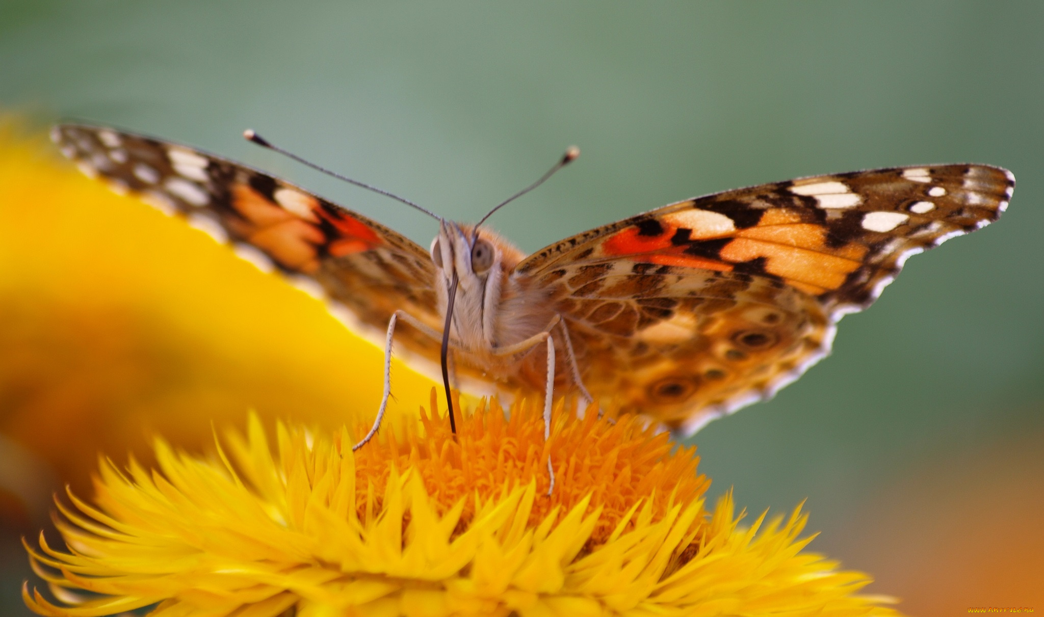 бабочка макро животное насекомое природа бесплатно
