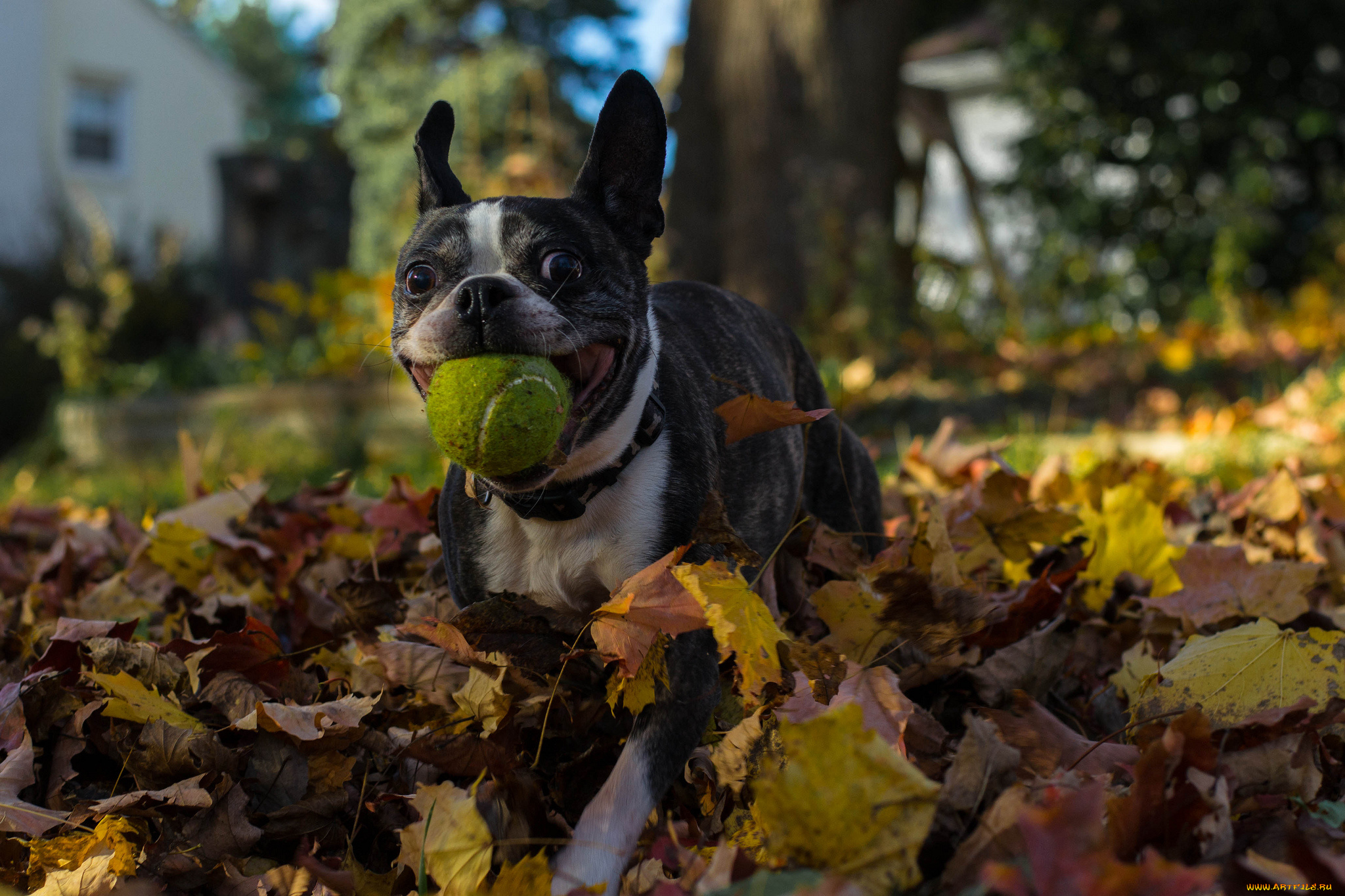 животные, собаки, собака, листва, игра, мячик
