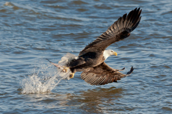 Картинка животные птицы хищники полет вода