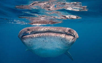 Картинка животные акулы глаза пасть китовая акула