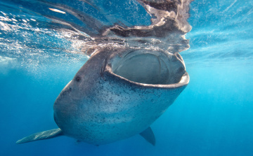 Картинка животные акулы китовая акула глаза пасть