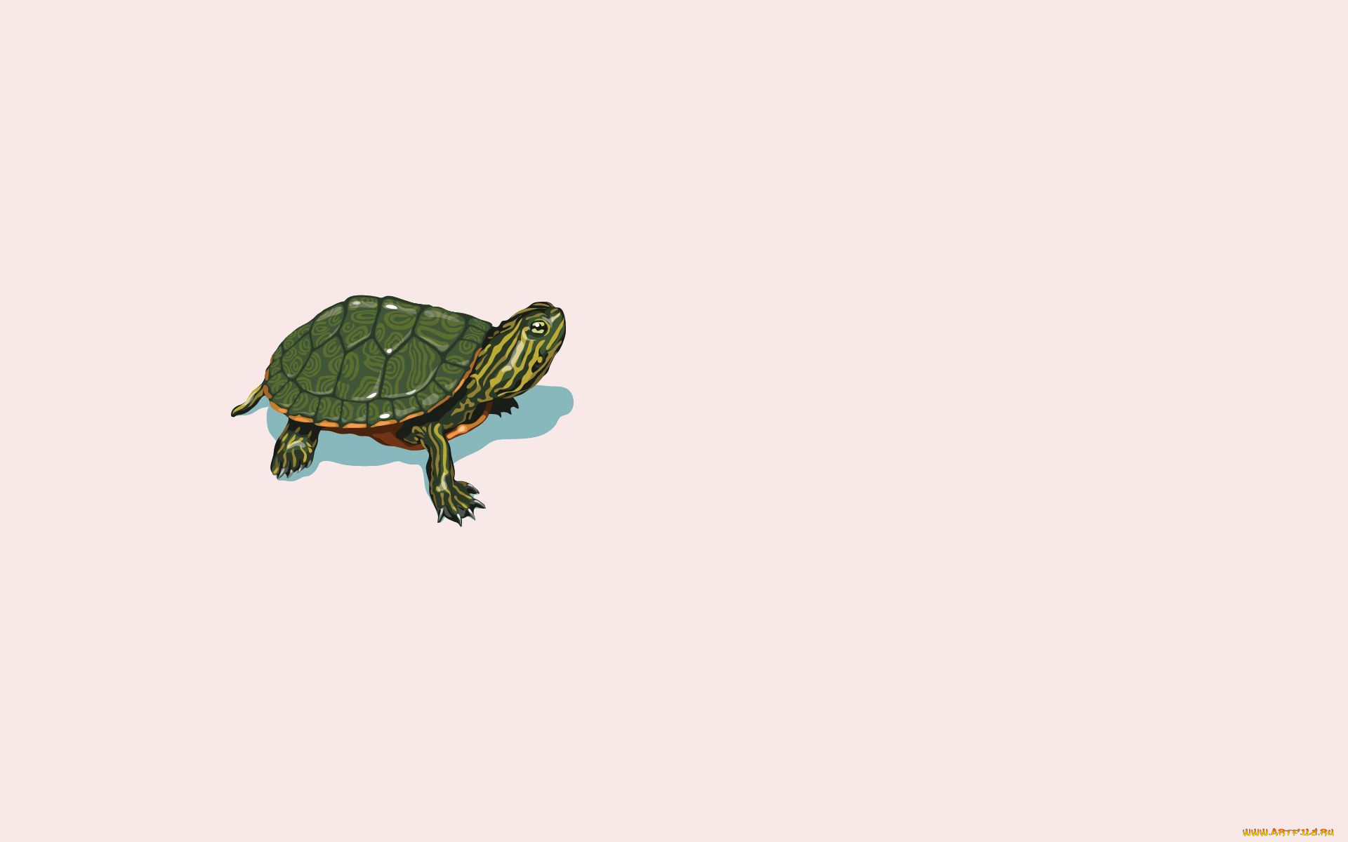 рисованное, минимализм, черепаха