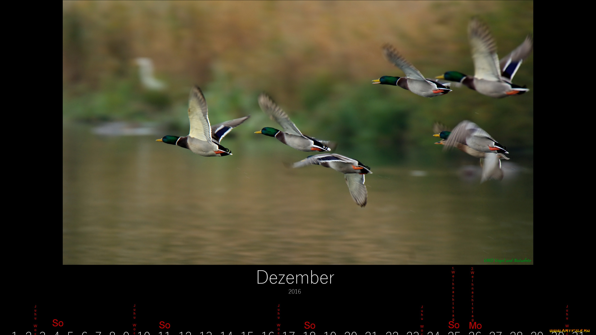 календари, животные, 2016, утки, декабрь