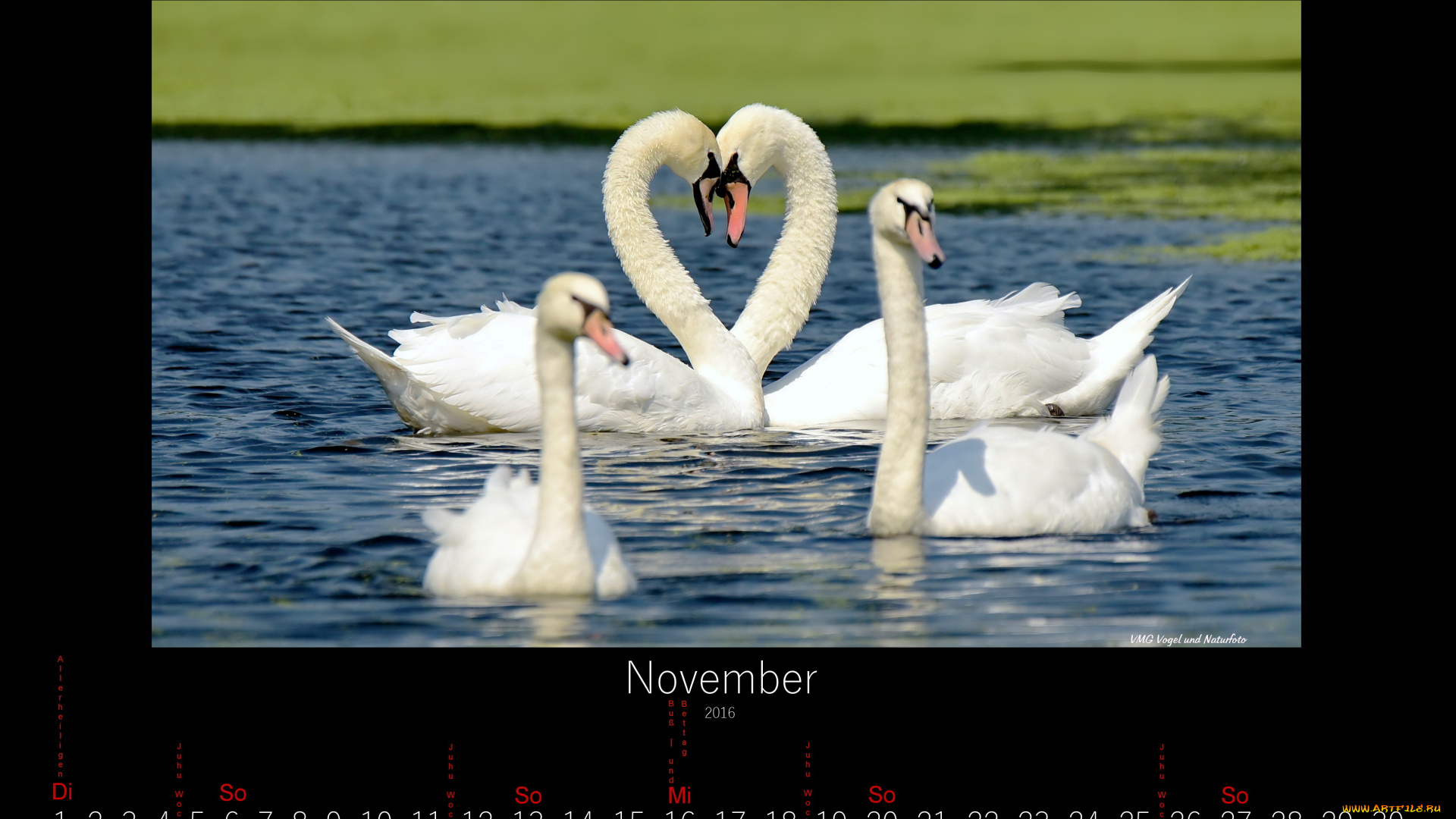 календари, животные, лебеди, ноябрь, 2016