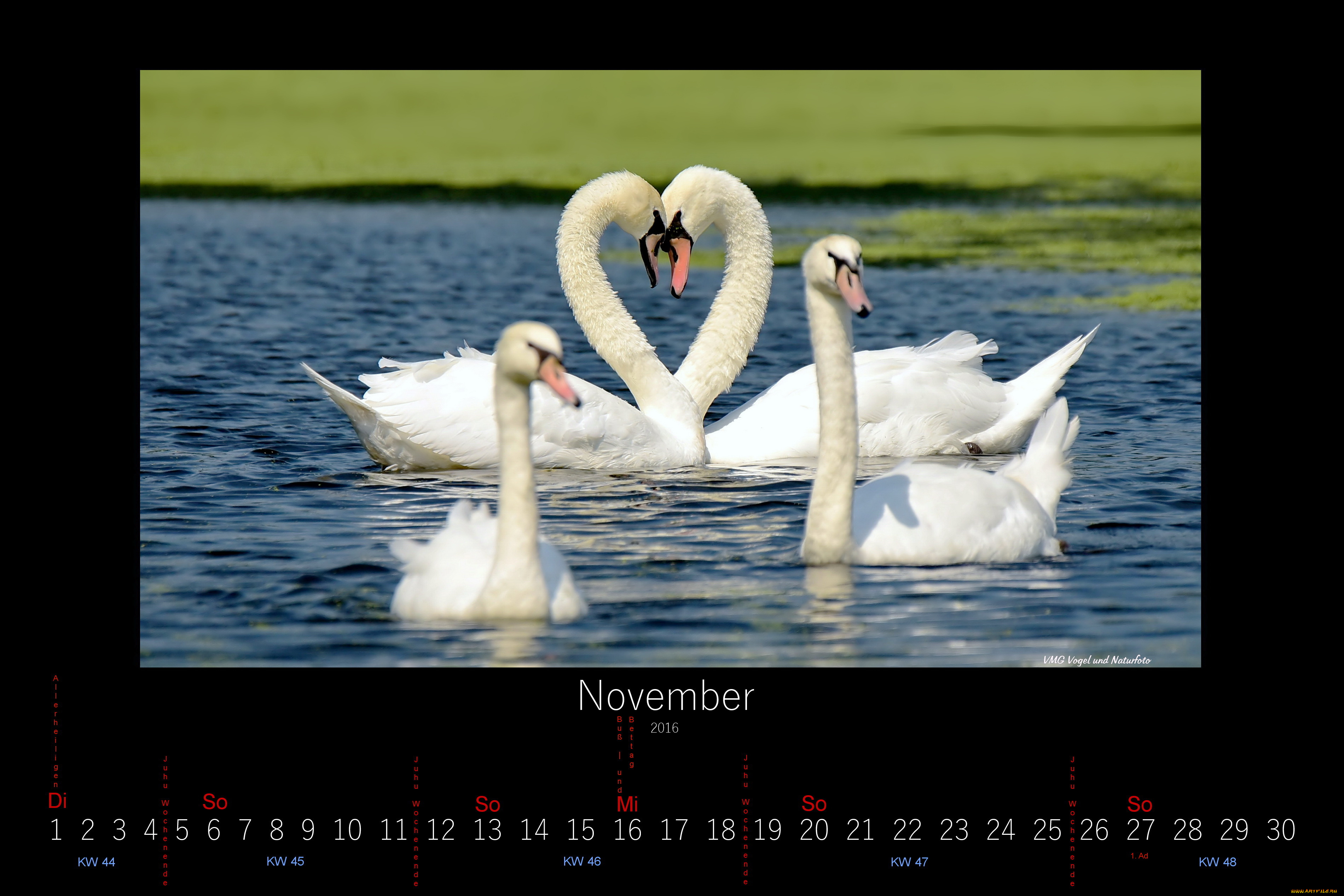 календари, животные, лебеди, ноябрь, 2016