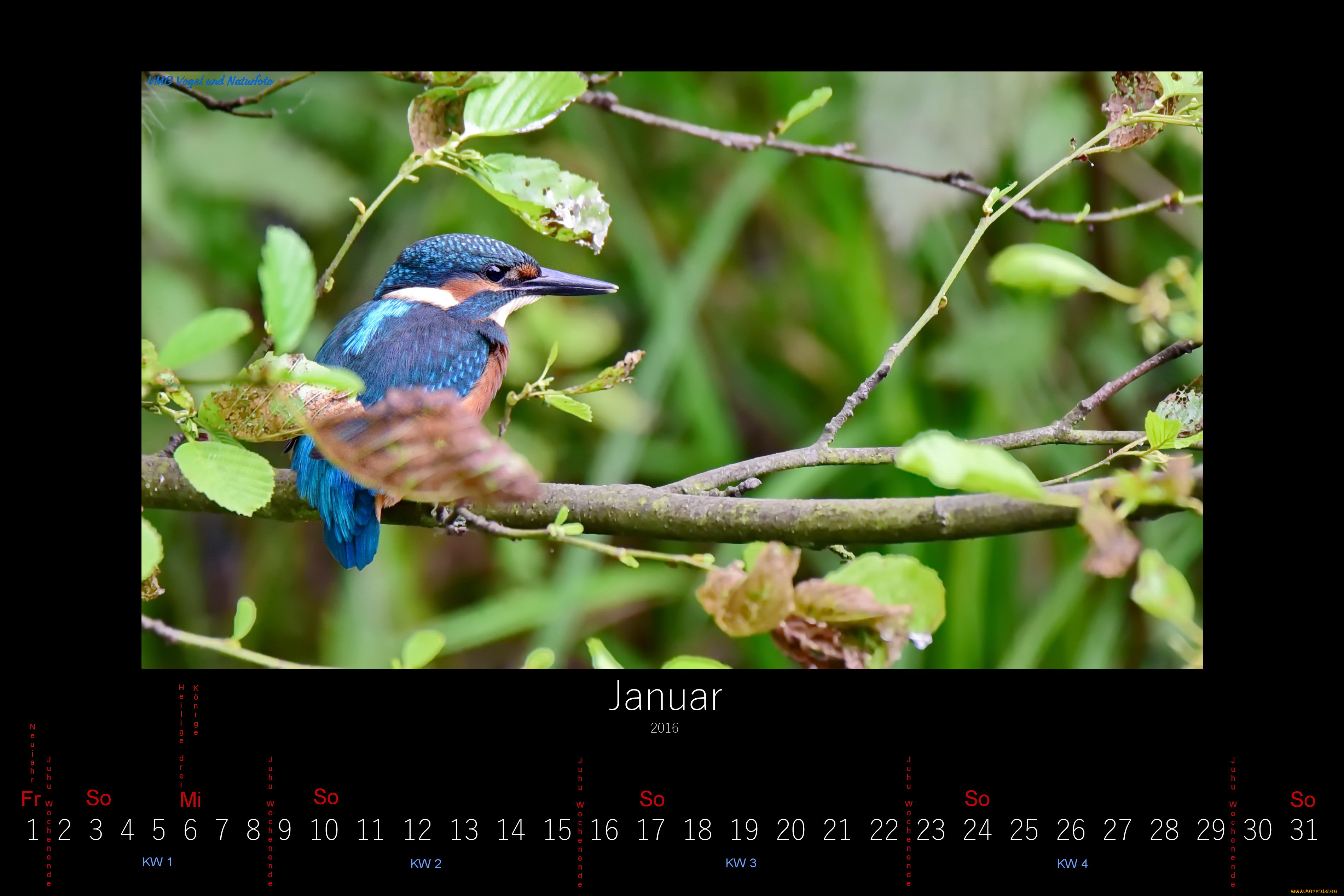 календари, животные, январь, 2016, зимородок, птица