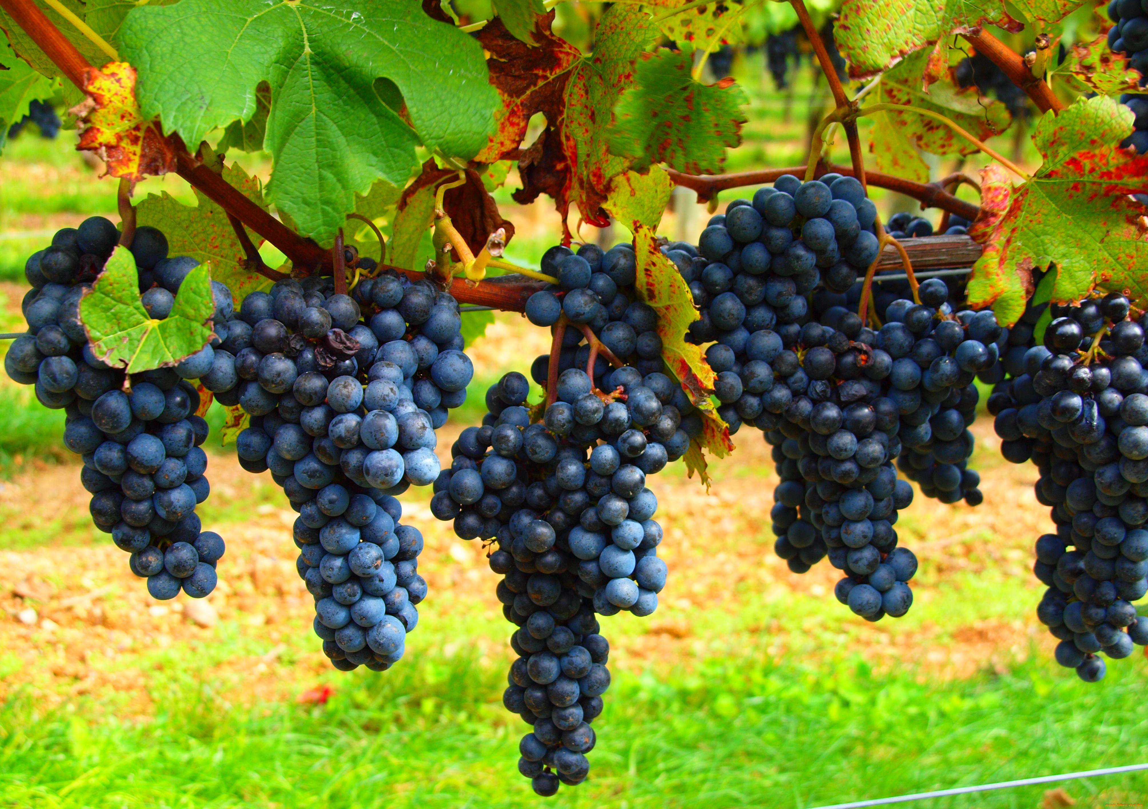 Виноград гибрид. Виноград Буффало. Сорт винограда Буффало. Винные сорта винограда для средней полосы Черноземья. Неукрывные сорта винограда для Черноземья.