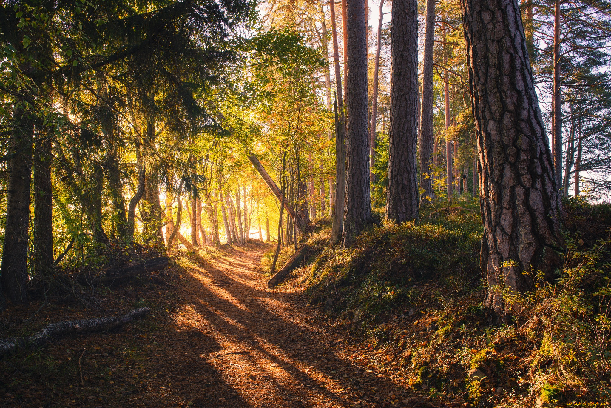 природа, дороги, солнечный, свет, финляндия, дорога, лес
