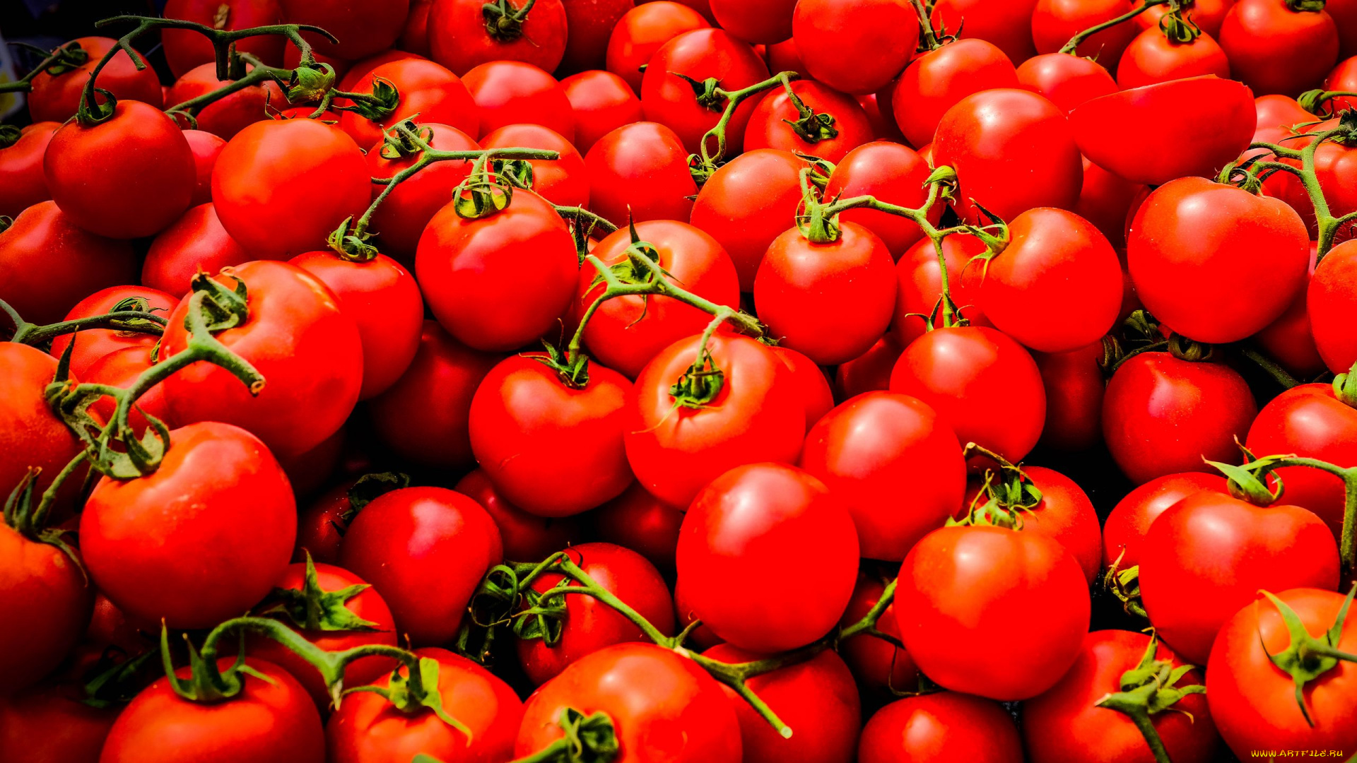 еда, помидоры, красные, томаты, много, урожай