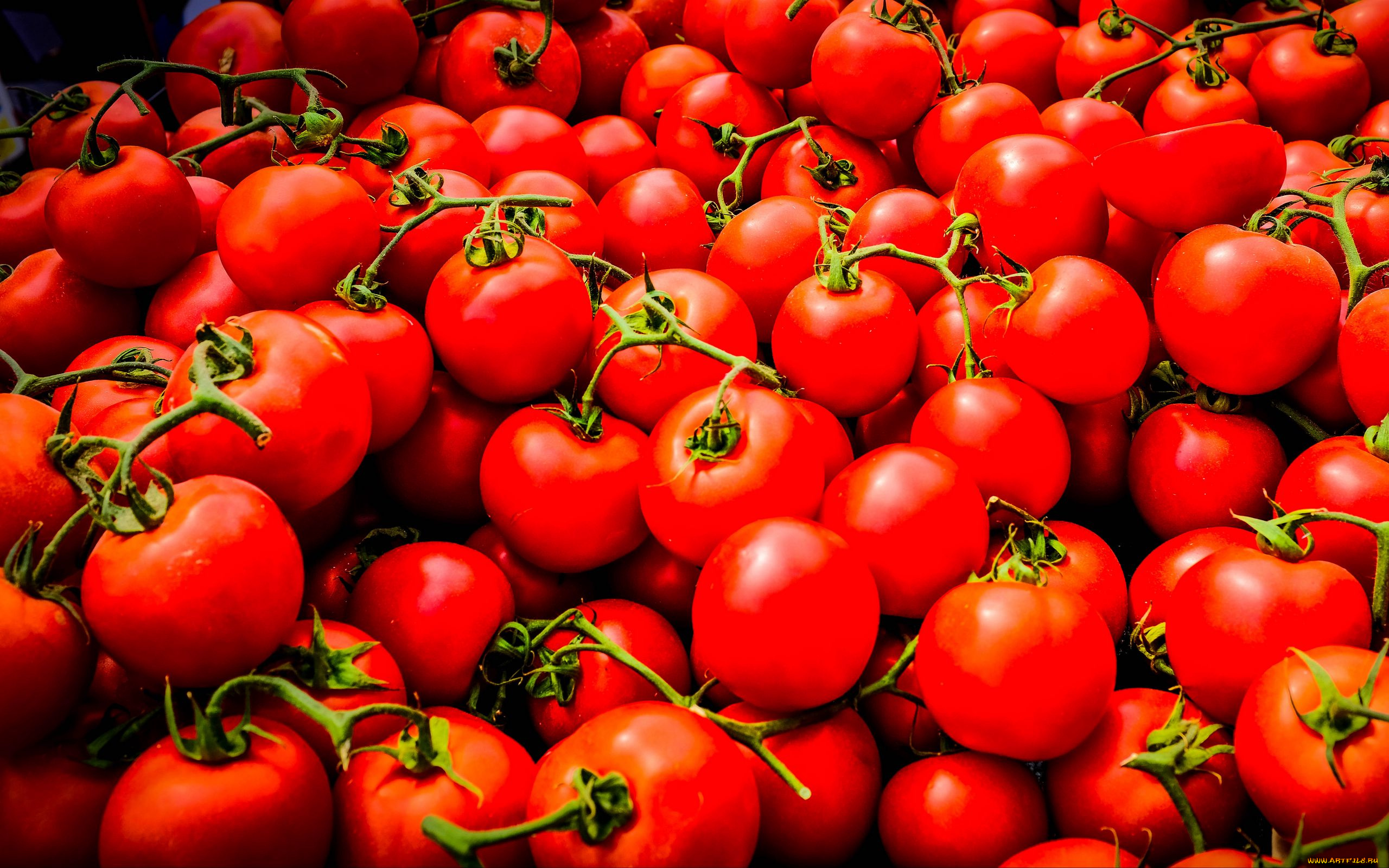 еда, помидоры, красные, томаты, много, урожай