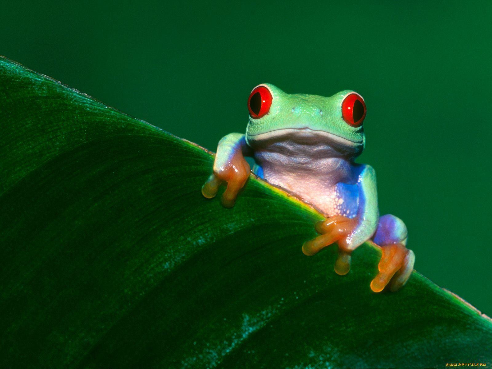 frogs, life, животные, лягушки