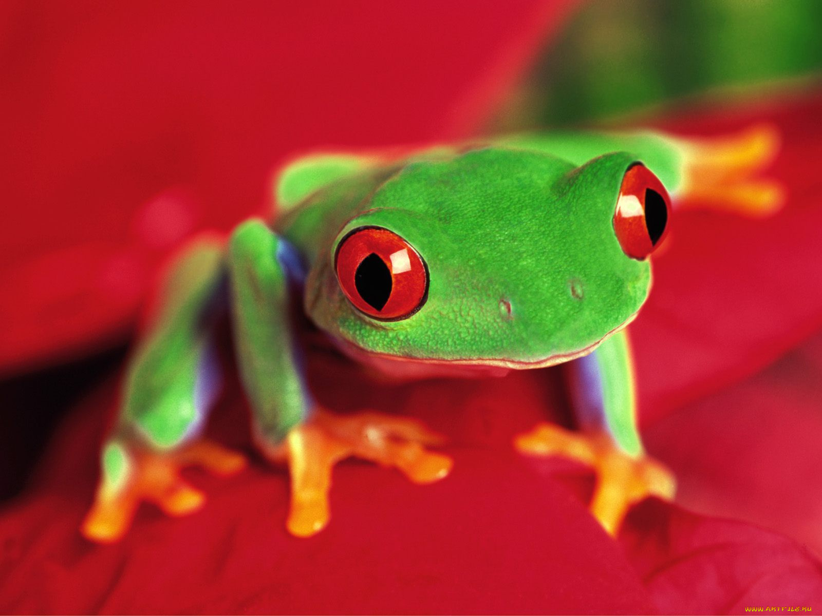 frogs, life, животные, лягушки