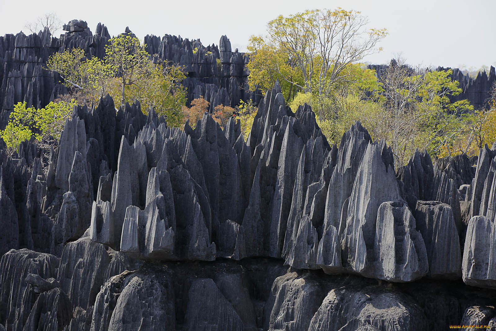 tsingy, de, bemarahas, мадагаскар, природа, камни, минералы, скалы, деревья