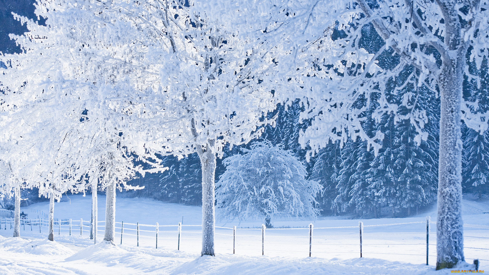 природа, зима, деревья, забор, иней