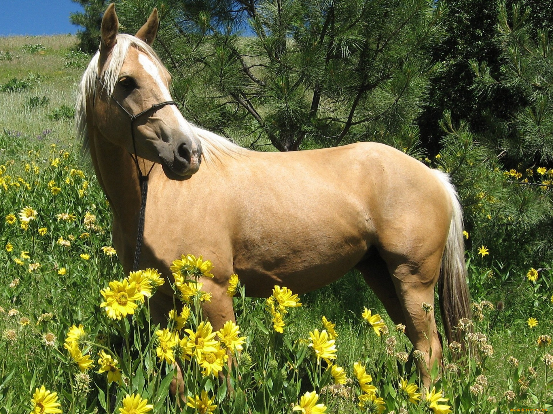 животные, лошади, лошадь, конь, цветы