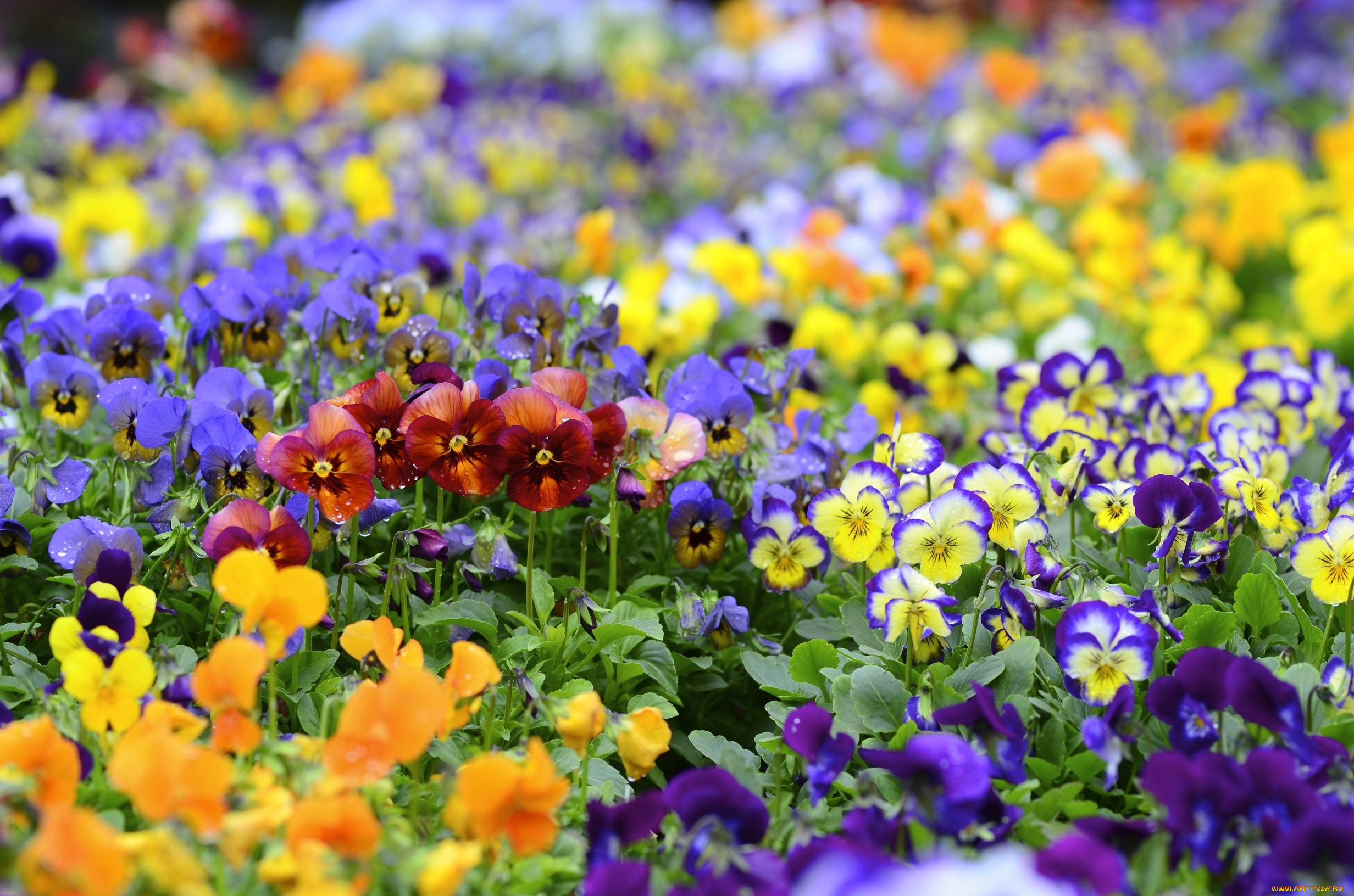 цветы, анютины, глазки, садовые, фиалки, разноцветный, пестрый, много