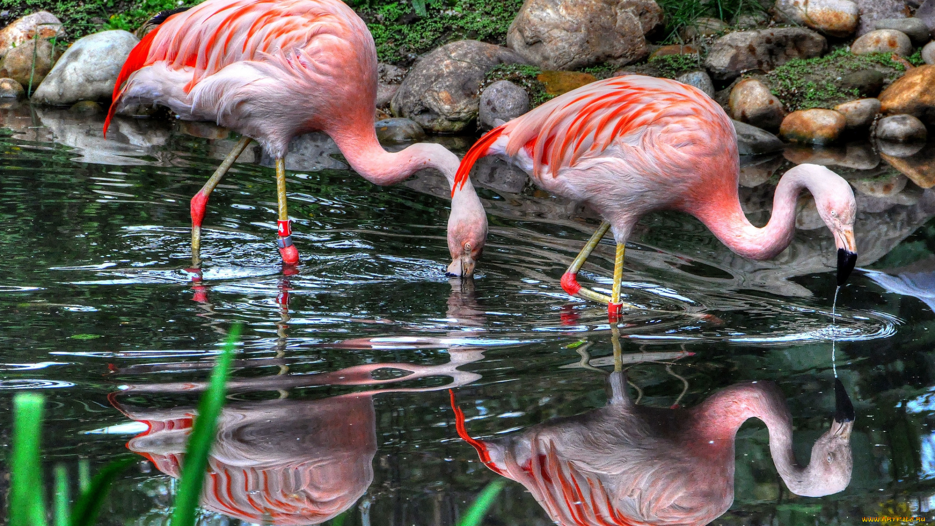 животные, фламинго, розовый