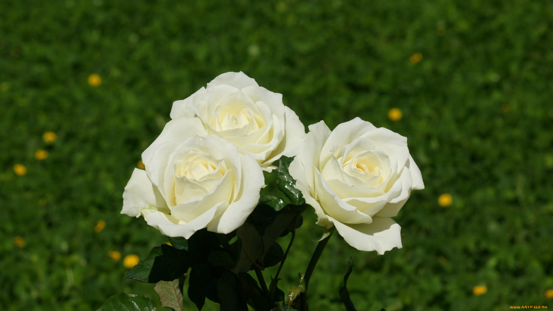 роза белая без смс
