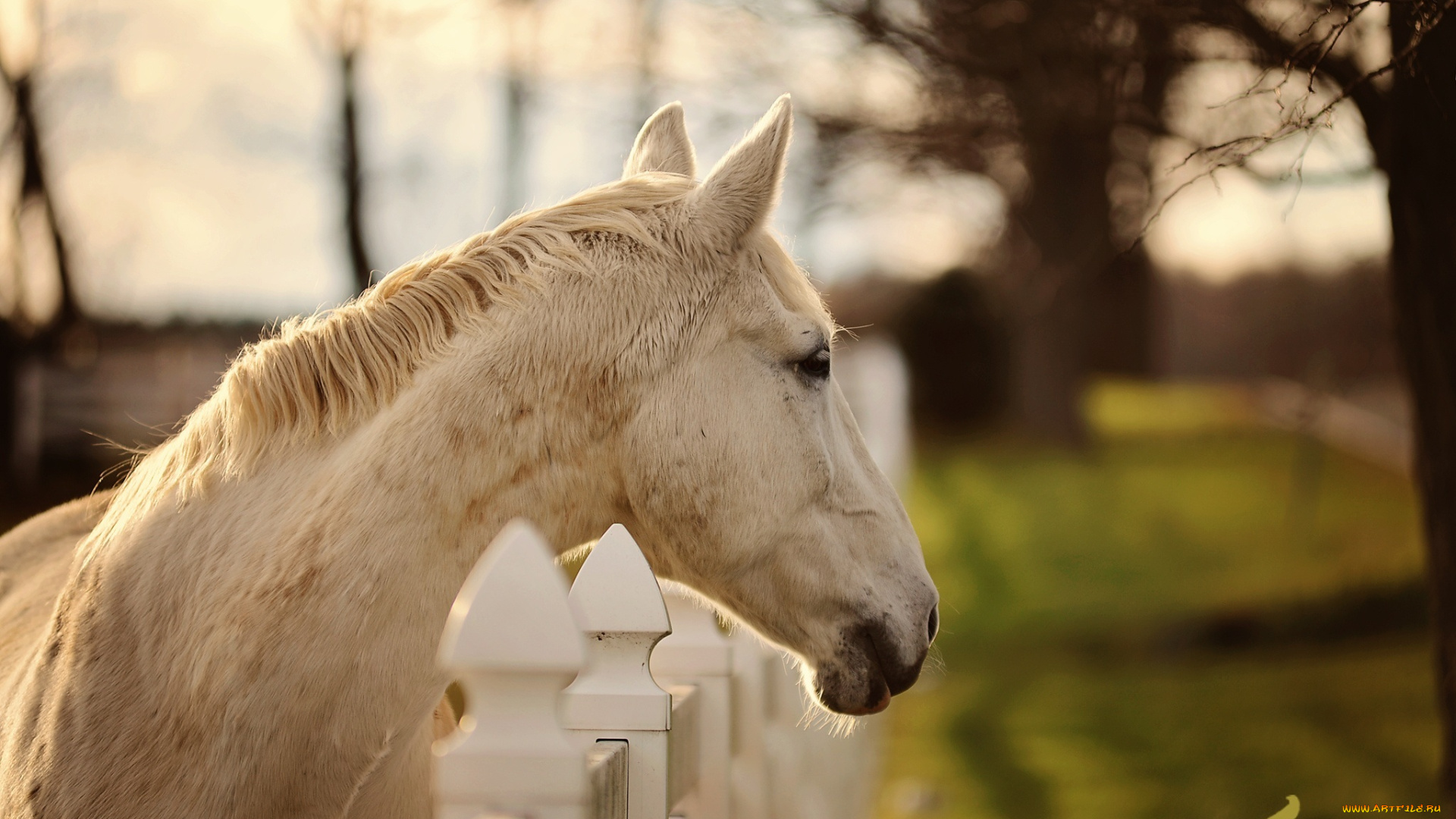 животные, лошади, профиль, конь, ограда