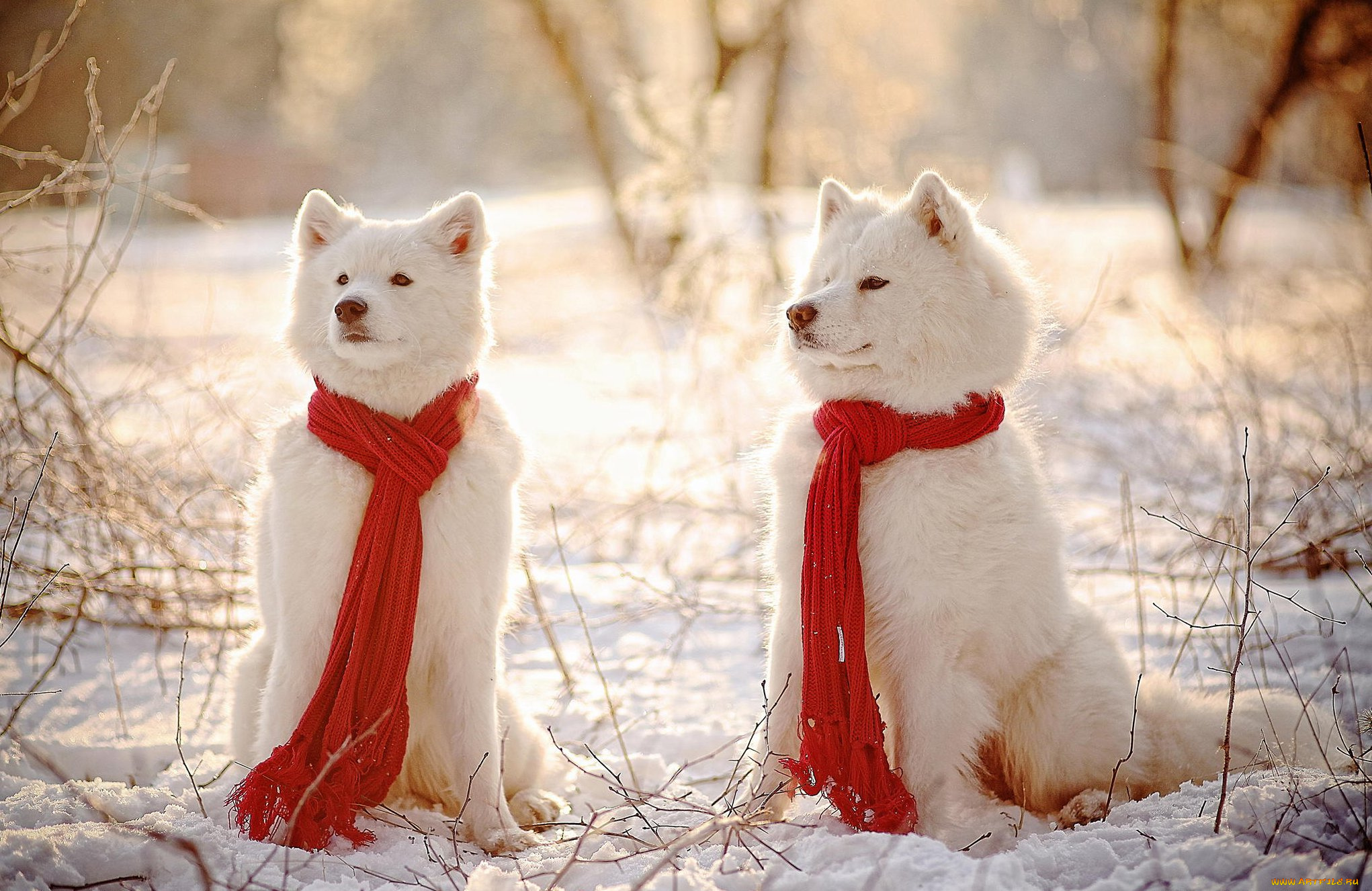 животные, собаки, снег, шарфи