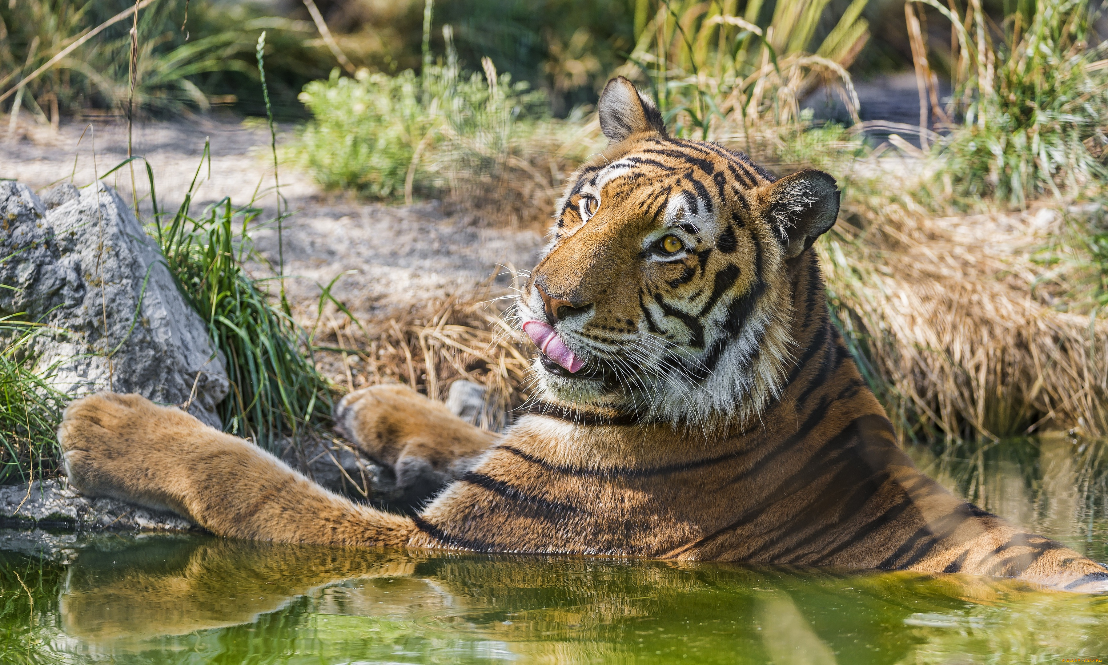 животные, тигры, вода, купание, тигр