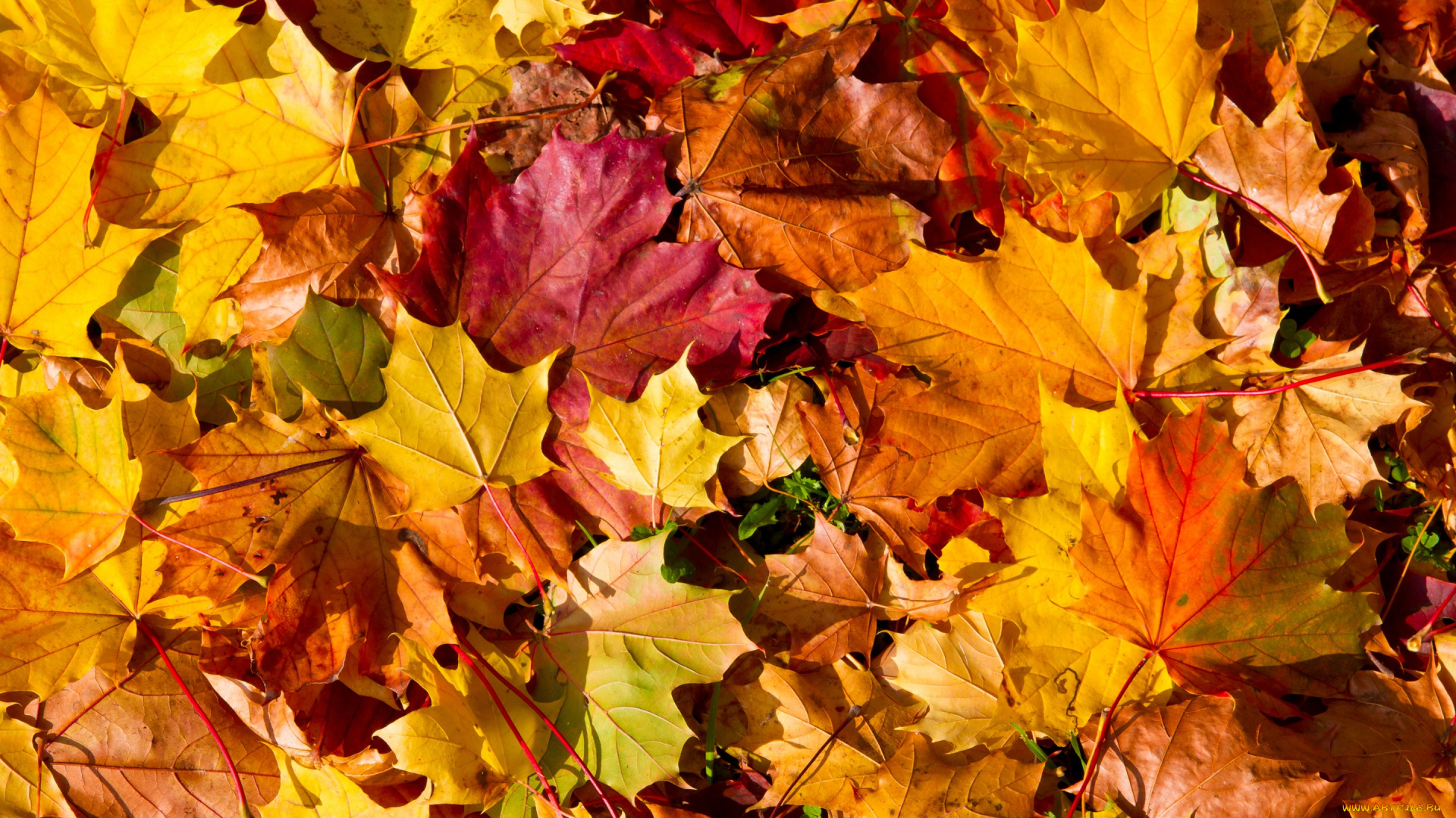 природа, листья, autumn, leaves, осень