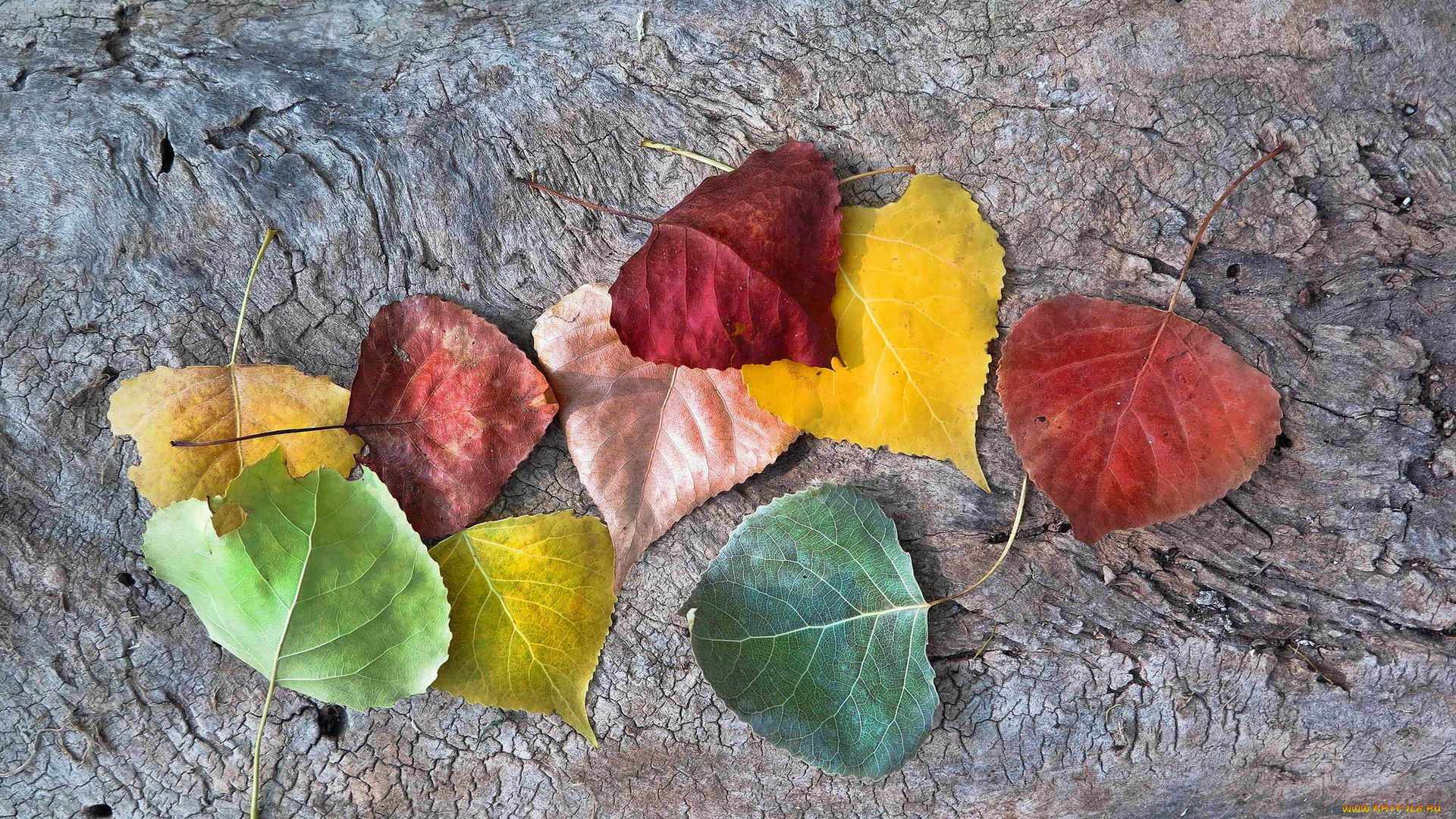 природа, листья, autumnal, colors, leaves, fall, autumn