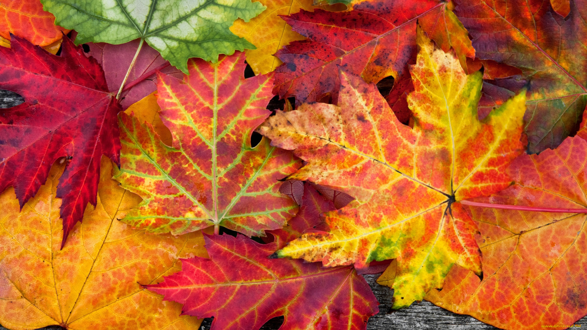 природа, листья, дерево, autumn, осенние, colorful, leaves