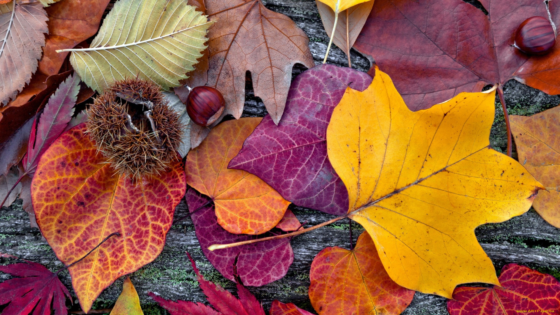 природа, листья, осенние, colorful, leaves, autumn