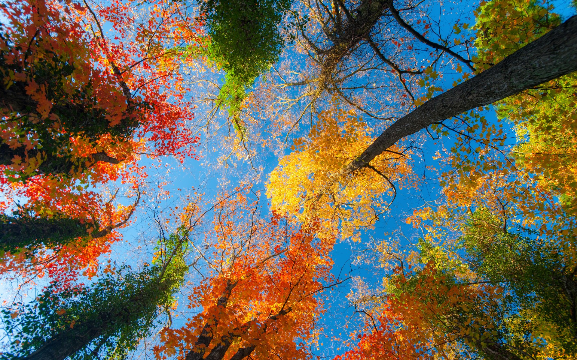 природа, деревья, листья, небо, лес, осень