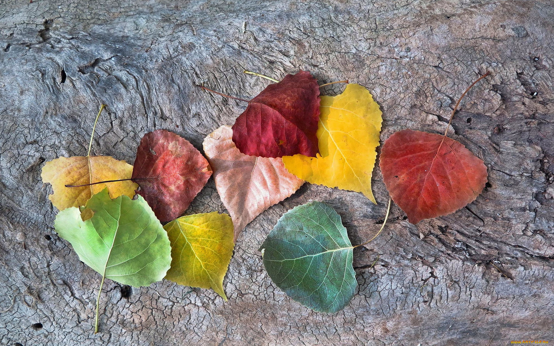 природа, листья, autumnal, colors, leaves, fall, autumn