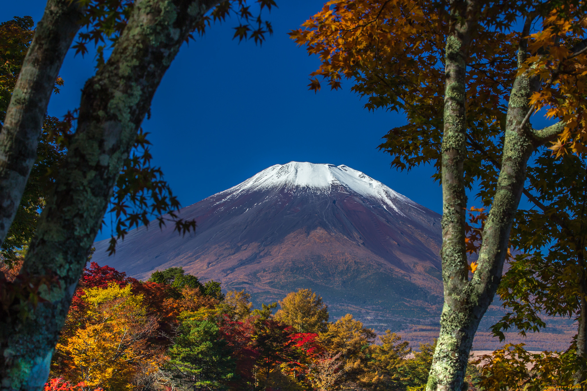 природа, горы, деревья, небо, гора, фудзияма, Япония, снег, осень, листья