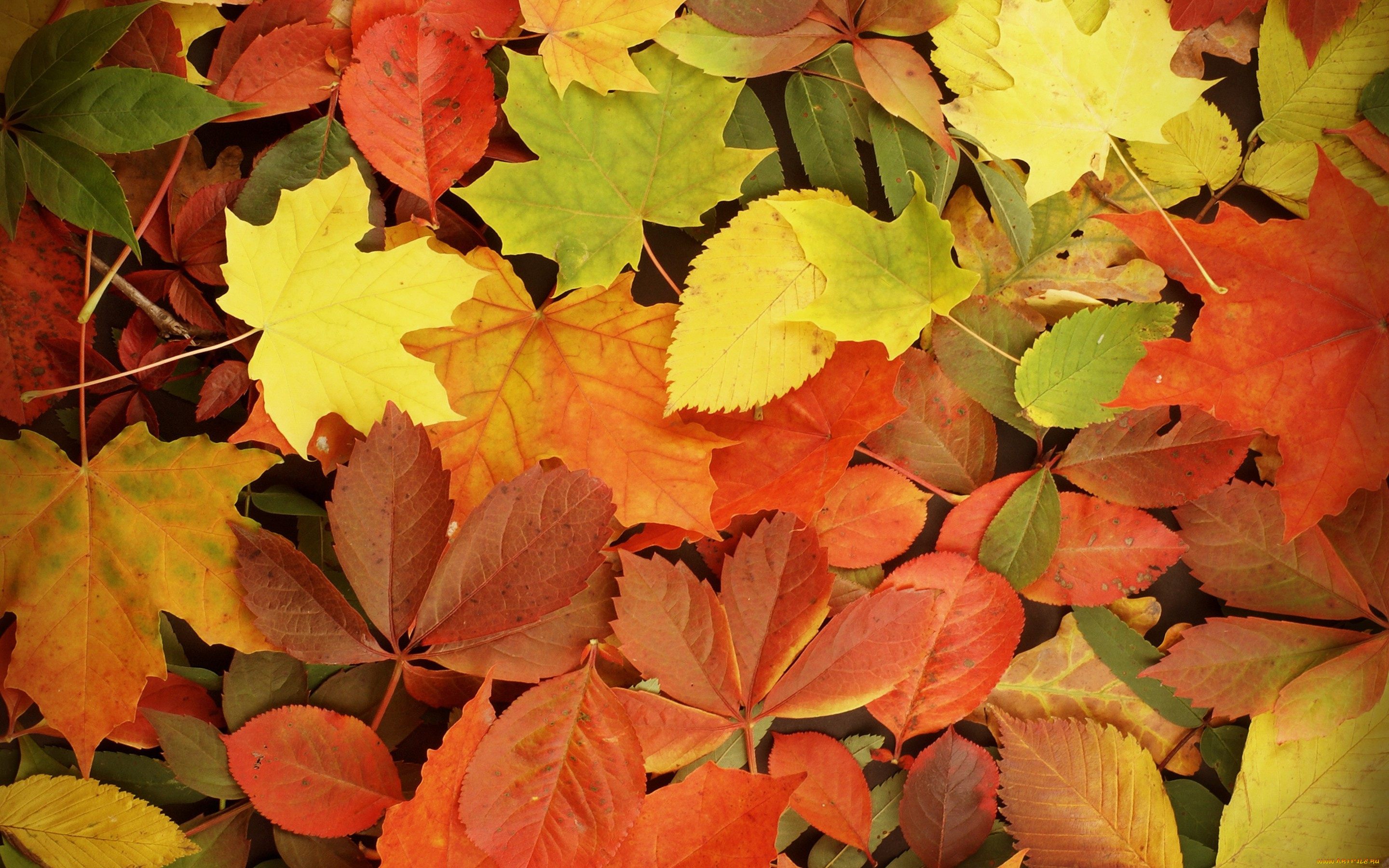 природа, листья, autumn, leaves, fall, осень