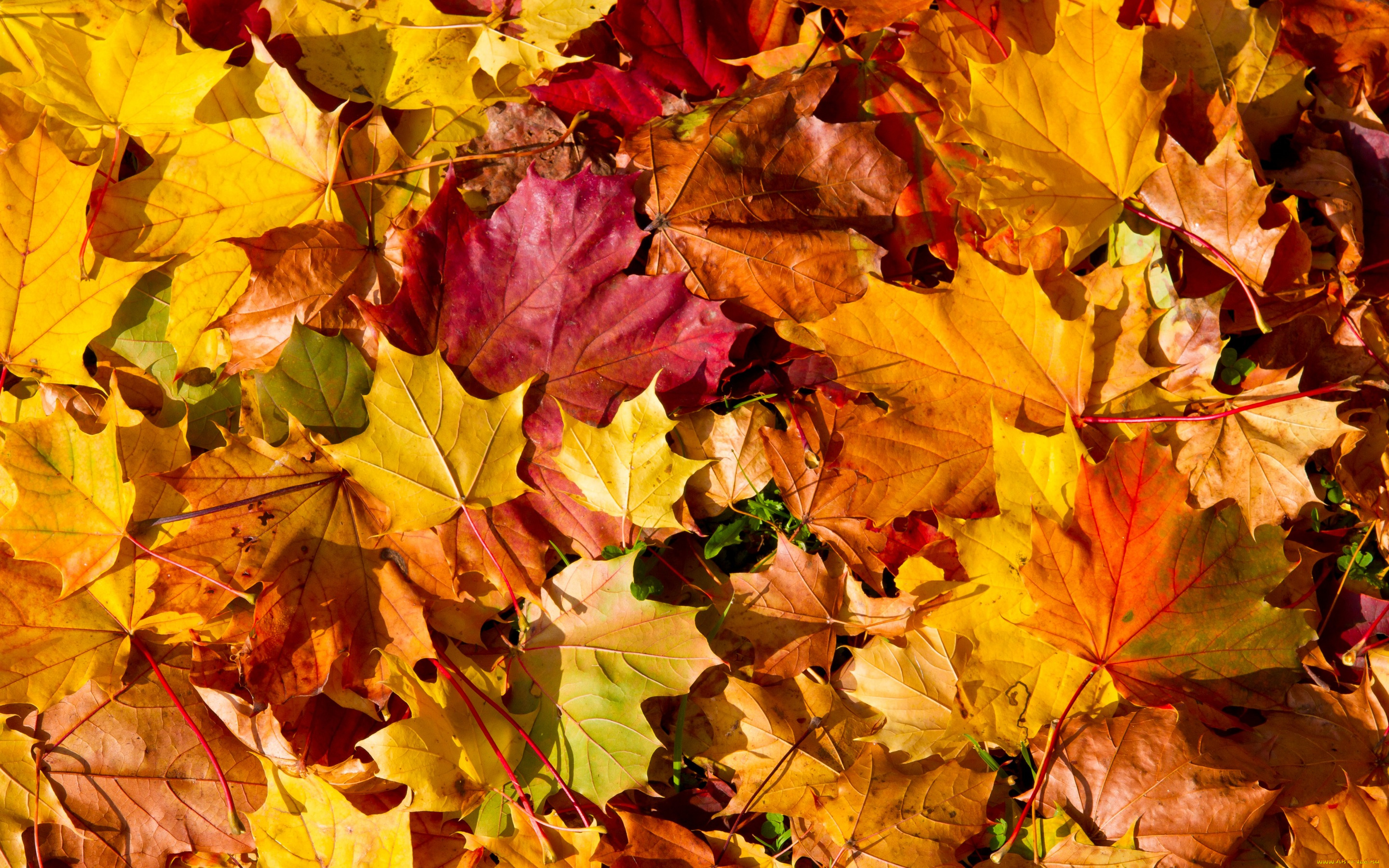 природа, листья, autumn, leaves, осень