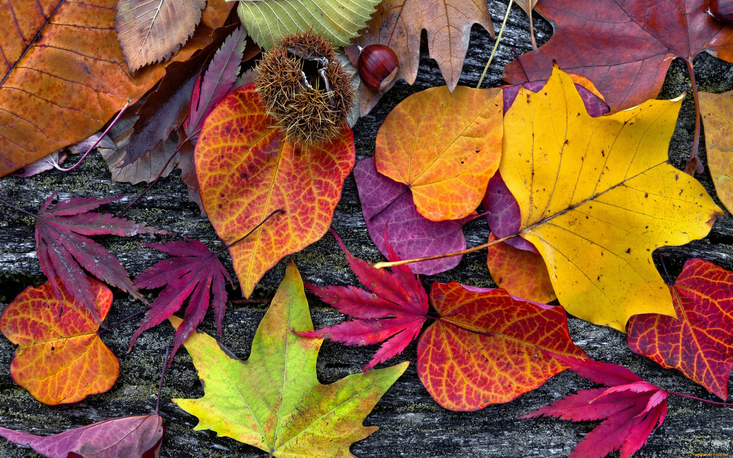 природа, листья, дерево, осенние, wood, colorful, leaves, autumn