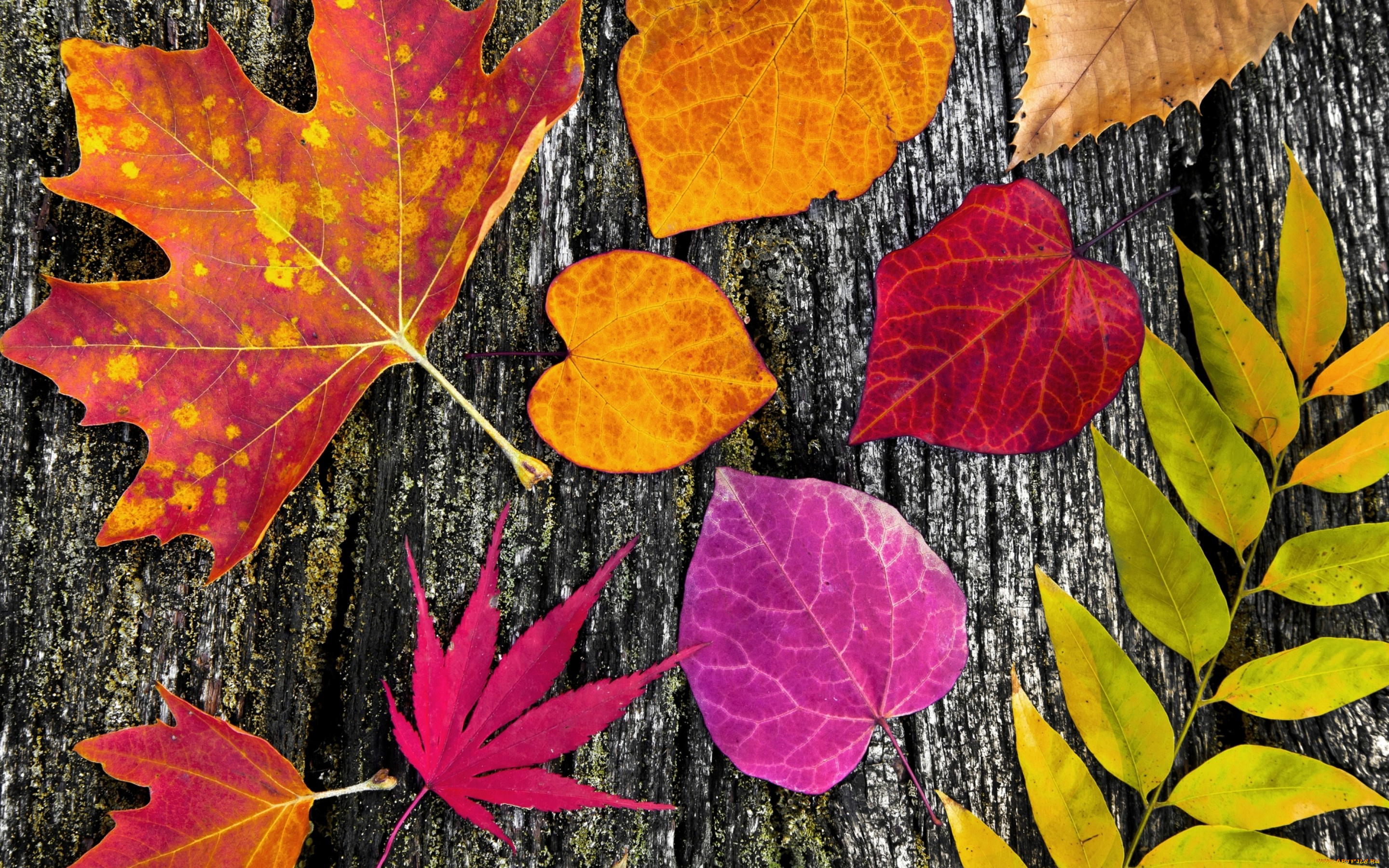 природа, листья, дерево, осенние, wood, colorful, leaves, autumn