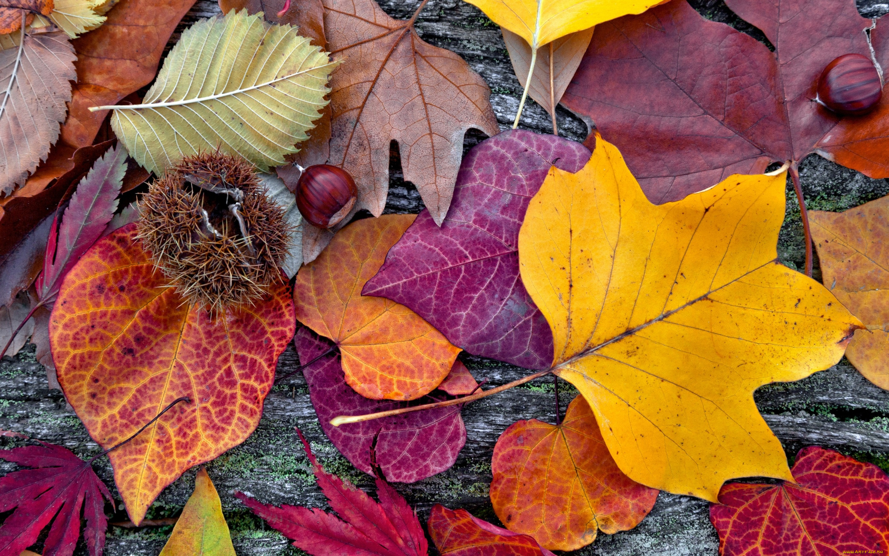 природа, листья, осенние, colorful, leaves, autumn