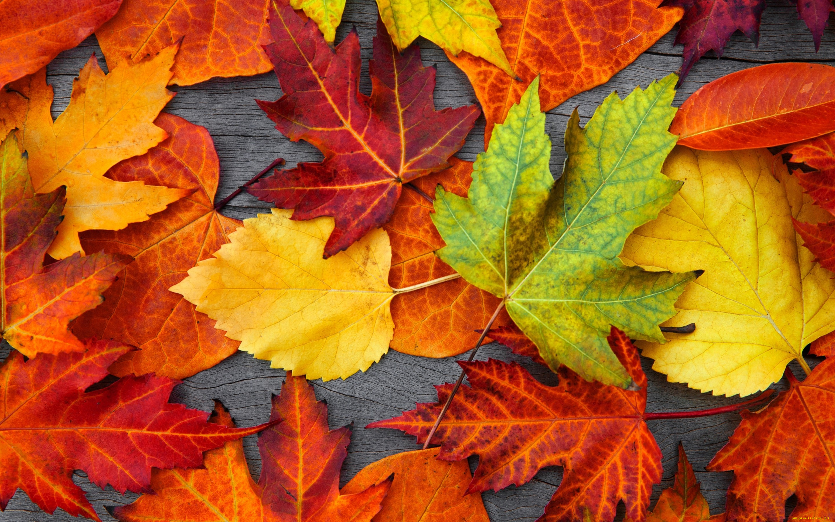 природа, листья, осенние, colorful, leaves, дерево, autumn