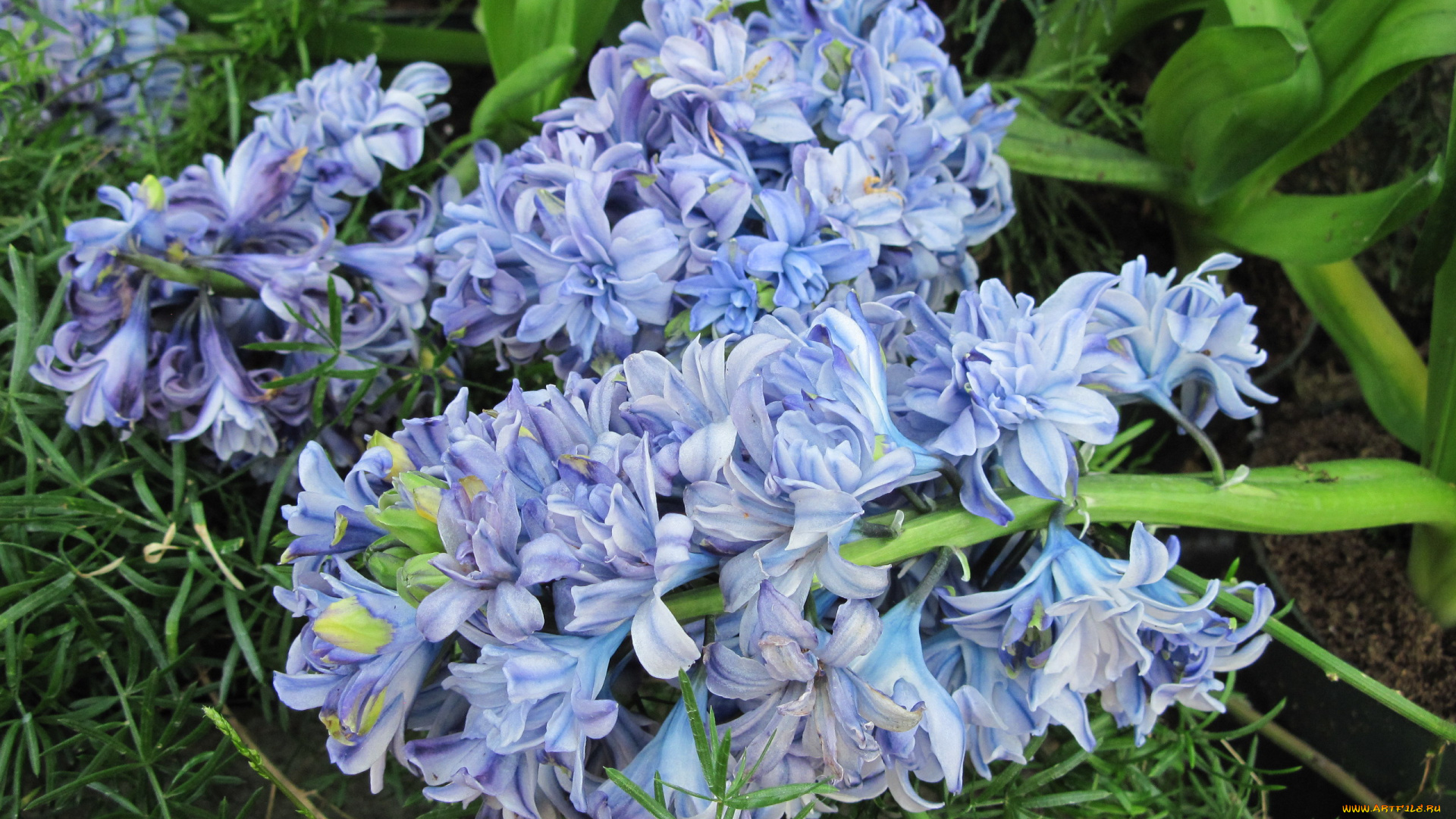 цветы, гиацинты, синий