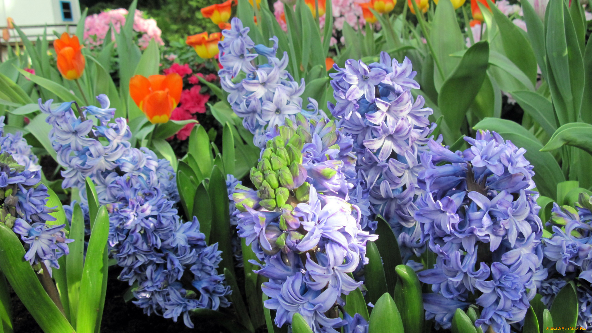 цветы, гиацинты, синий