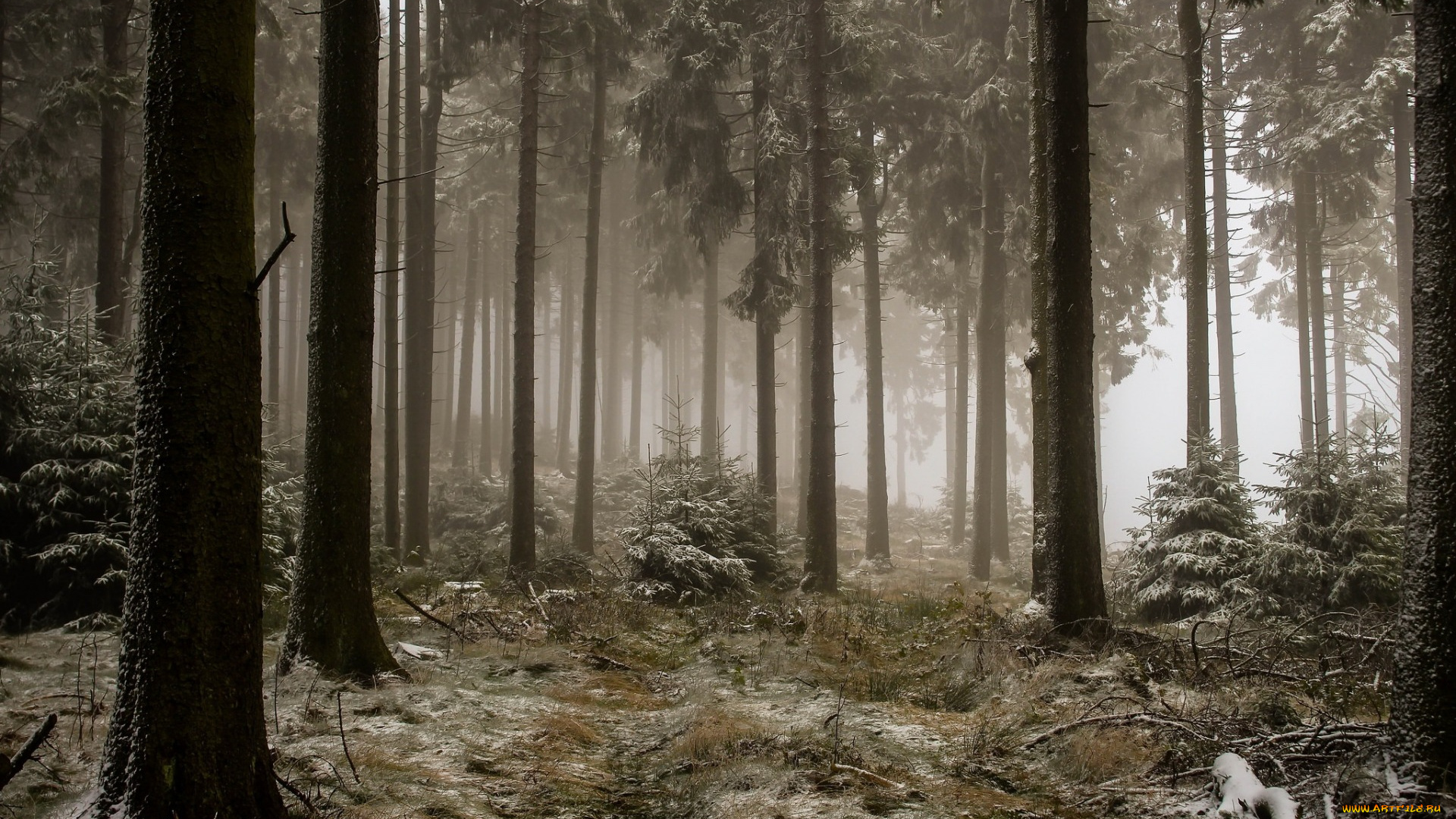 природа, лес, туман, зима