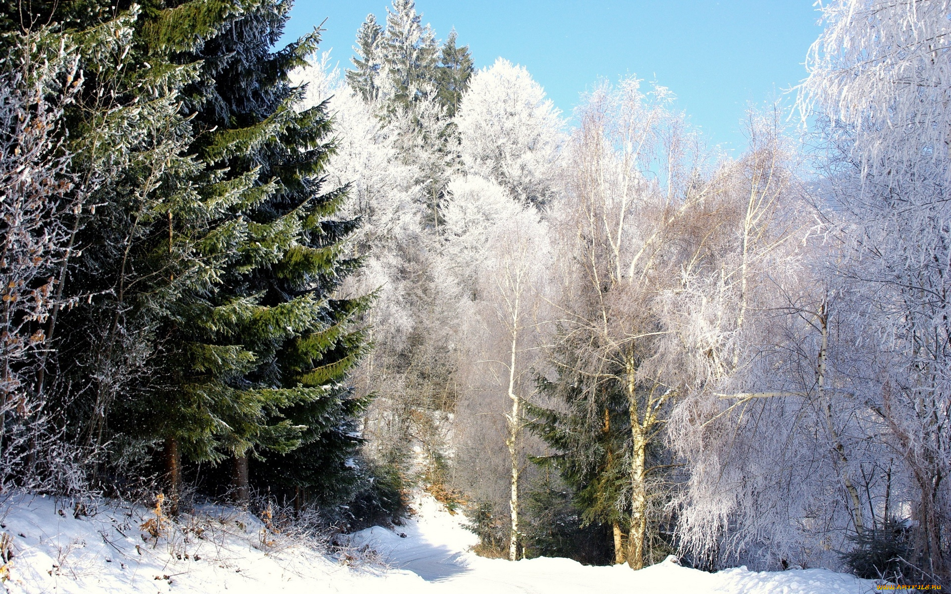 природа, лес, снег, небо, зима