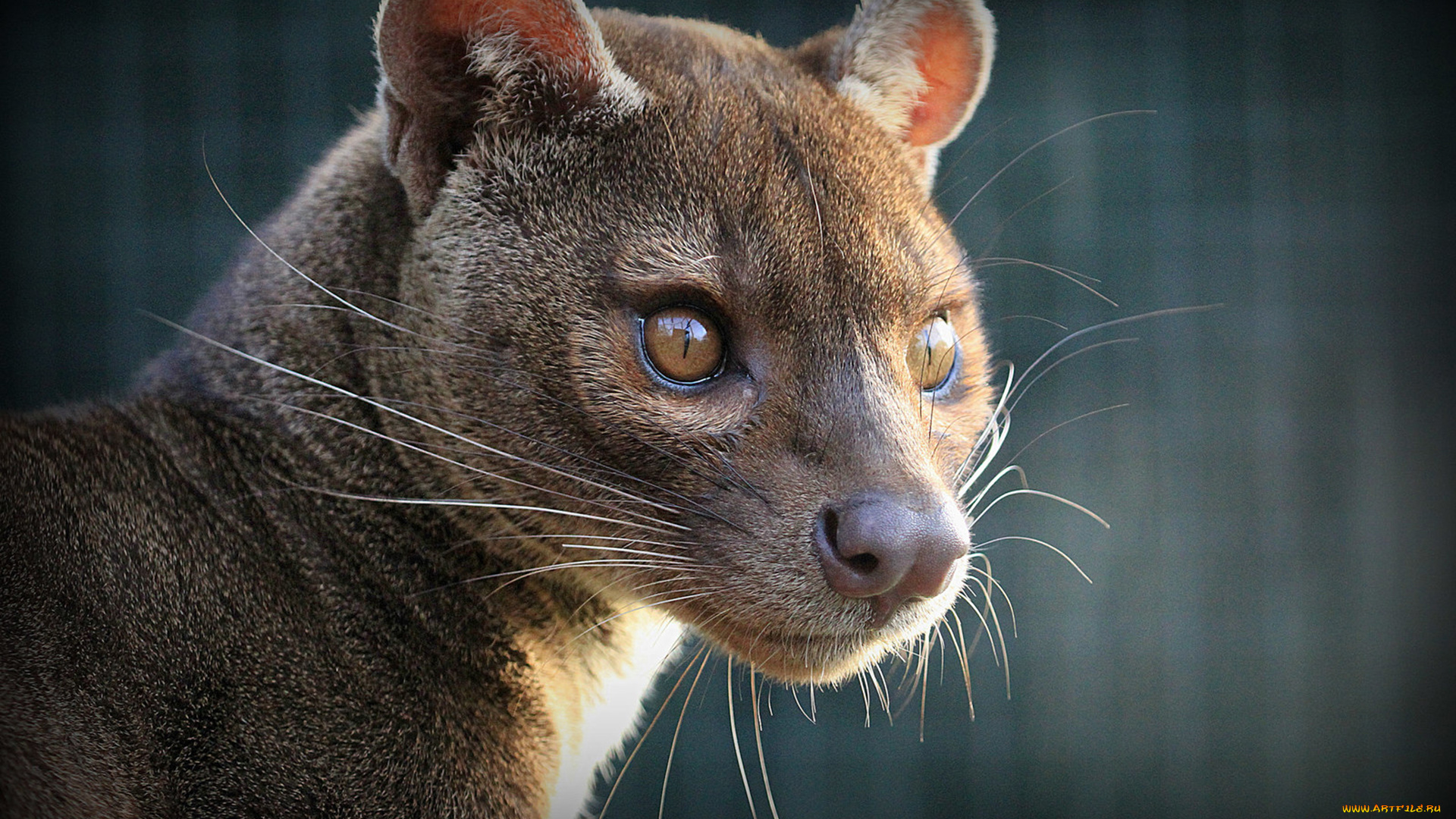 fossa, животные, фоссы, млекопитающее, красная, книга, мадагаскар, виверровые, хищник, животное, фосса