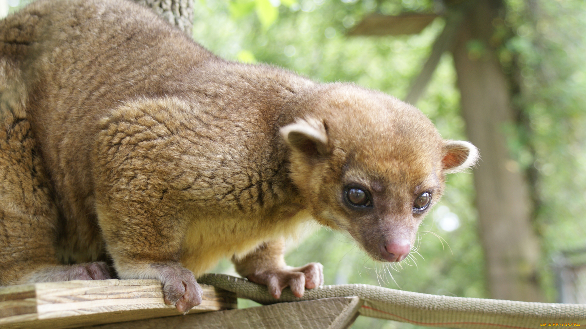 kinkajou, животные, еноты, млекопитающие, кинкажу, хищник