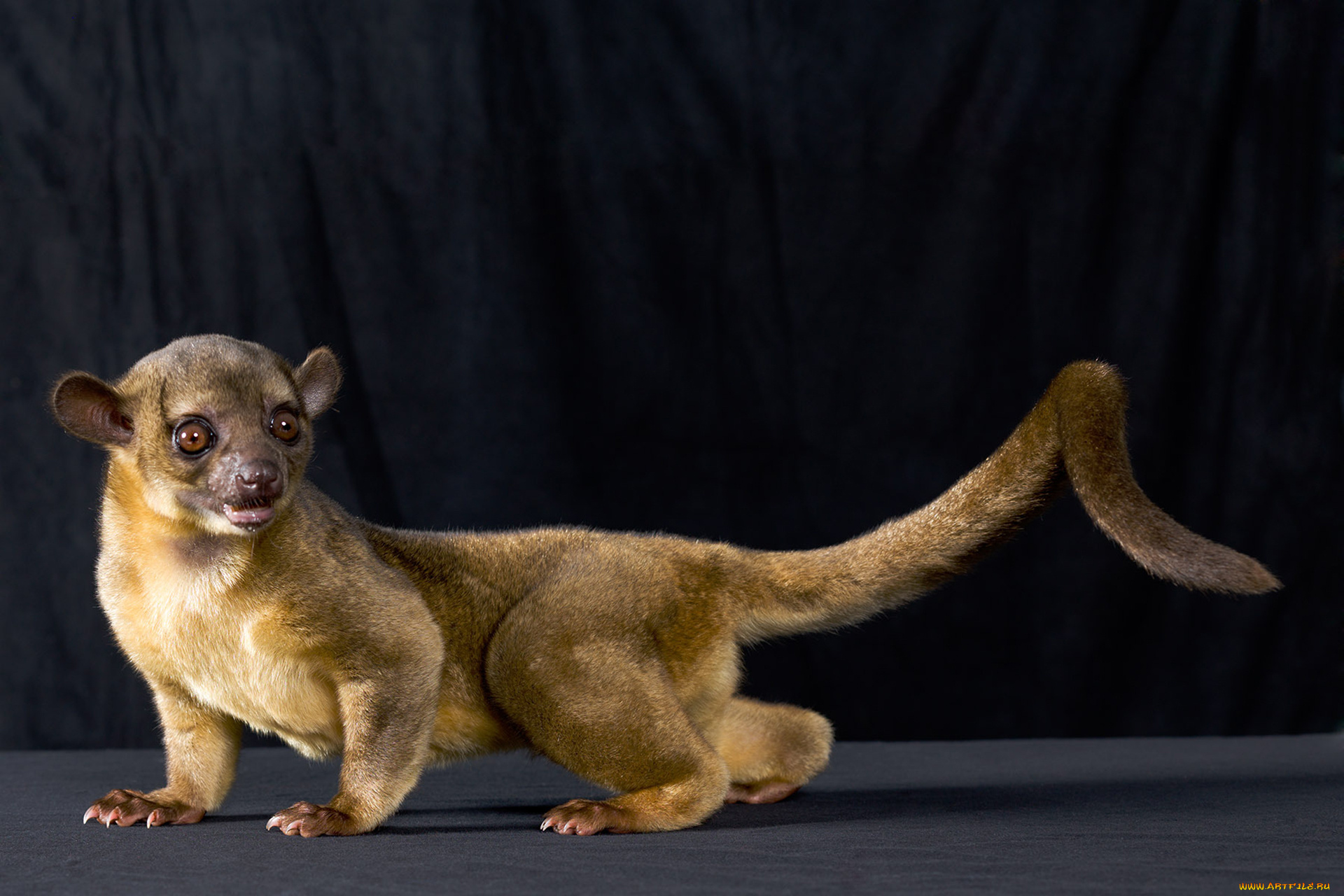 kinkajou, животные, еноты, хищник, млекопитающие, кинкажу